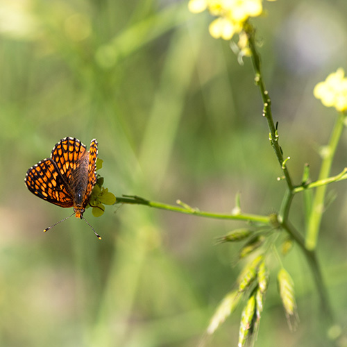 summer butterfly